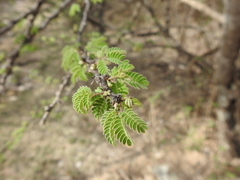 Havardia acatlensis