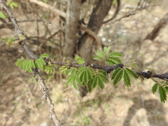 Havardia acatlensis