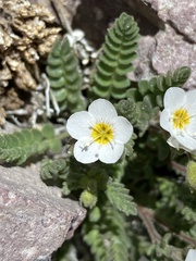 Polemonium pulcherrimum shastense