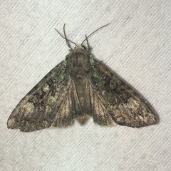 Anaplectoides pressus