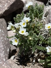 Polemonium pulcherrimum shastense