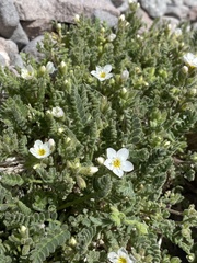 Polemonium pulcherrimum shastense