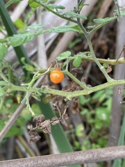 Solanum pimpinellifolium