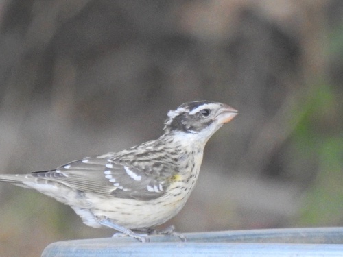 iNaturalist observation photo of Black-headed Grosbeak