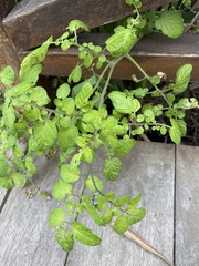 Solanum pimpinellifolium