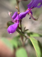 Desmodium orbiculare