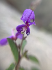 Desmodium orbiculare