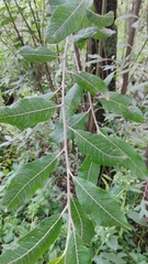 Salix paradoxa