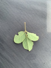 Desmodium orbiculare