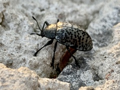 Cypherotylus californicus