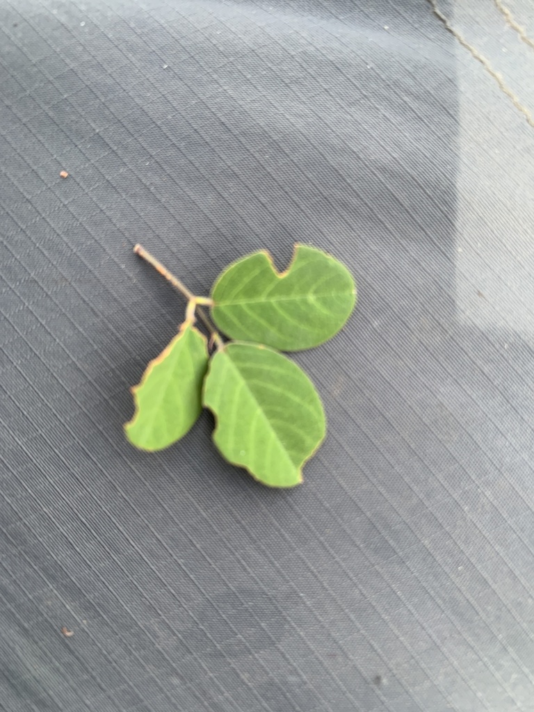 Desmodium orbiculare