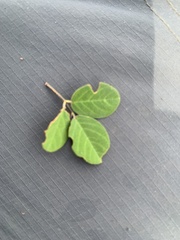 Desmodium orbiculare