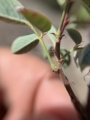 Desmodium orbiculare