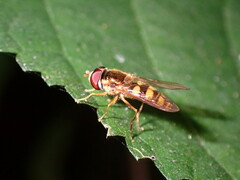 Epistrophella