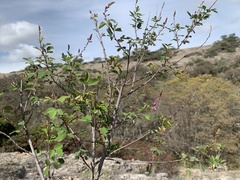 Desmodium orbiculare