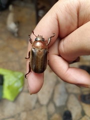 Pelidnota punctulata