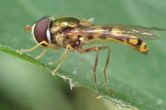 Epistrophella