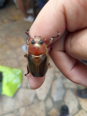 Pelidnota punctulata