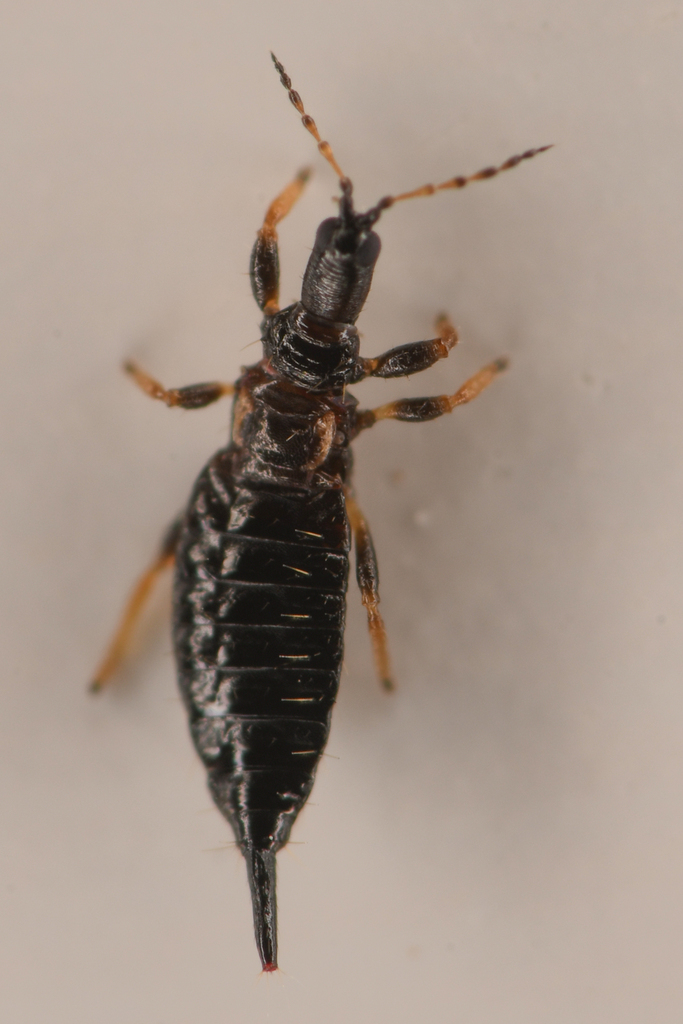 Megathrips lativentris