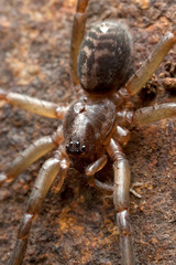 Xeropigo