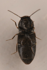Neohypdonus