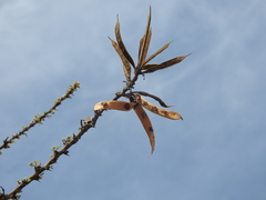 Havardia acatlensis