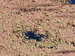Azolla filiculoides