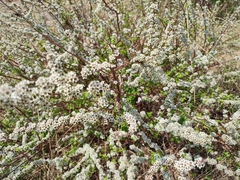 Spiraea aquilegifolia