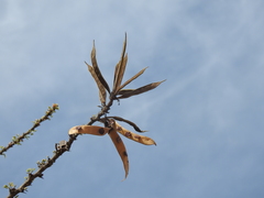 Havardia acatlensis