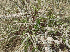 Spiraea aquilegifolia