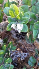 Arctostaphylos crustacea