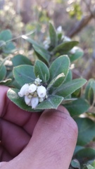 Arctostaphylos crustacea