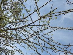 Havardia acatlensis