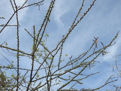 Havardia acatlensis