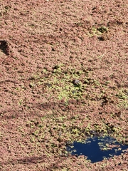 Azolla filiculoides