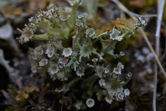 Cladonia multiformis