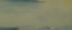 Ctenopharyngodon idella