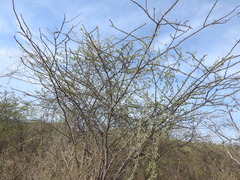 Havardia acatlensis