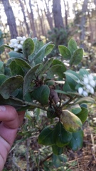 Arctostaphylos crustacea