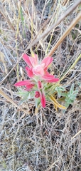 Castilleja affinis contentiosa