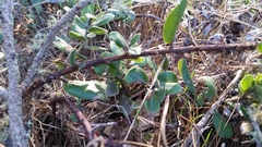 Arctostaphylos crustacea