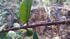 Arctostaphylos crustacea