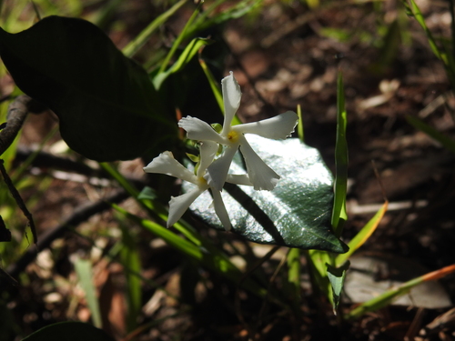 Trachelospermum jasminoides