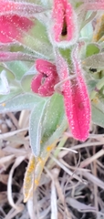 Castilleja affinis contentiosa