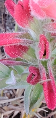 Castilleja affinis contentiosa