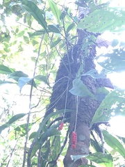 Anthurium gracile