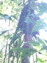 Anthurium gracile