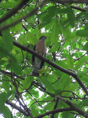 Hierococcyx nisicolor