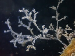 Amathia verticillata