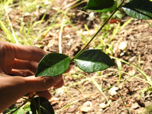 Trachelospermum jasminoides